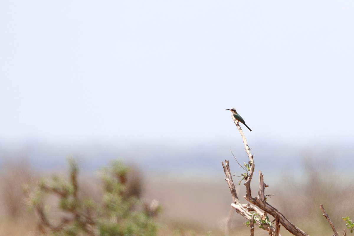 Somali Bee-eater - ML611861179