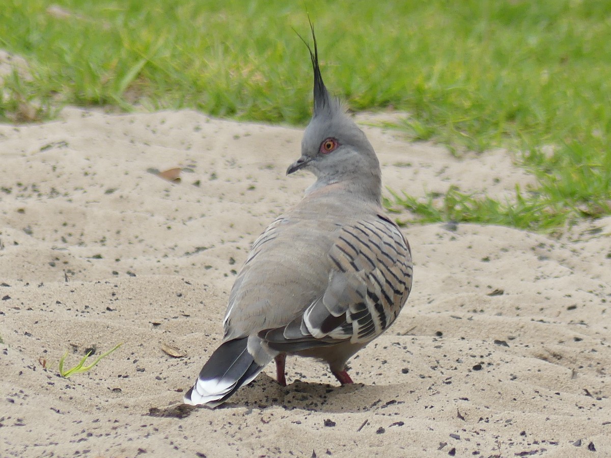 Crested Pigeon - Peter Yendle