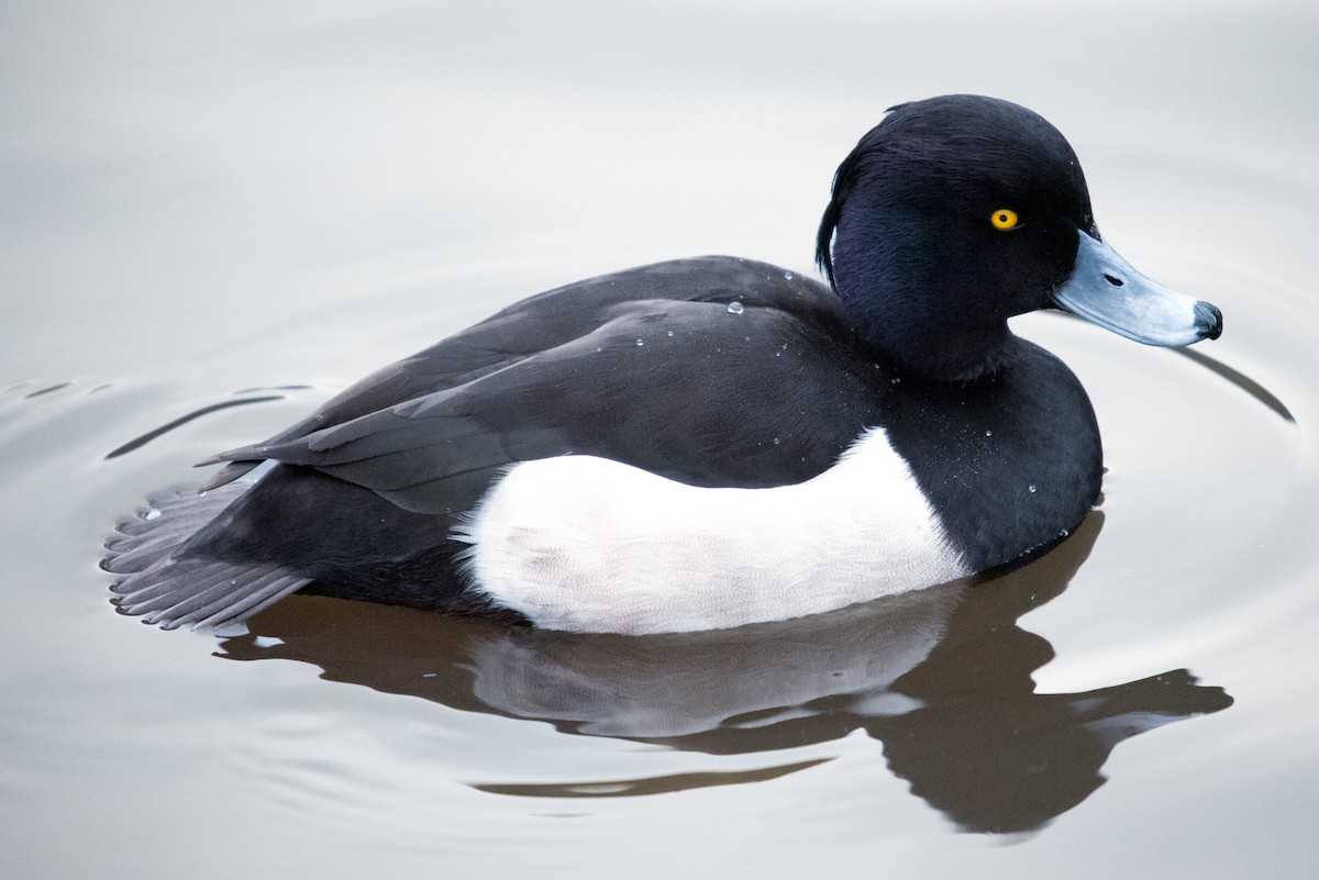 Tufted Duck - ML611862420