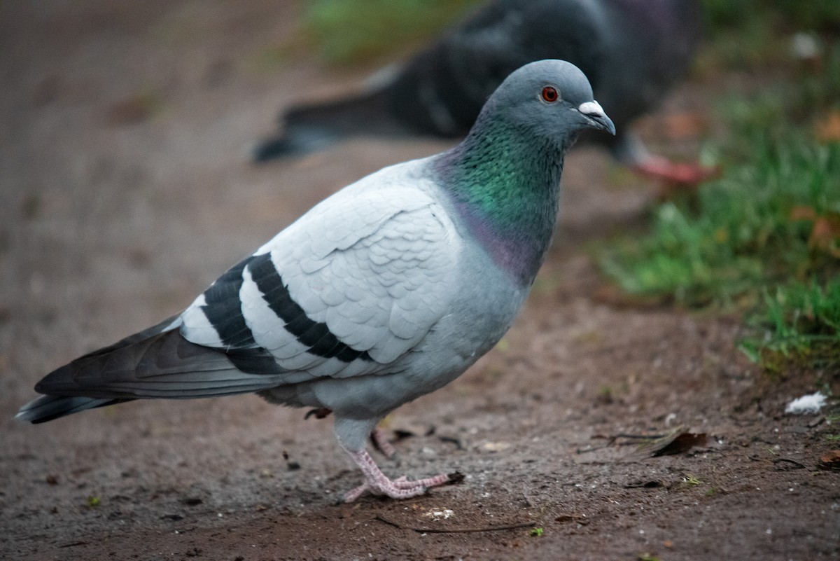 Rock Pigeon (Feral Pigeon) - ML611862427