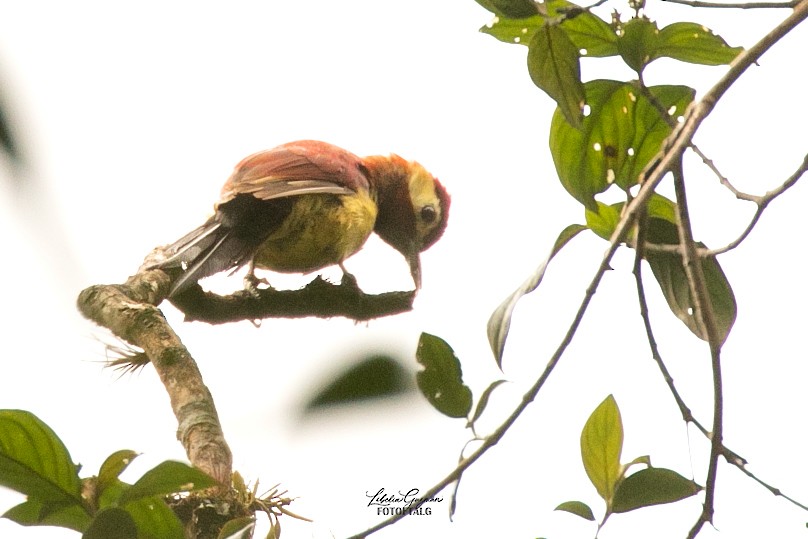 Crimson-mantled Woodpecker (Crimson-mantled) - Libelia Guzmán