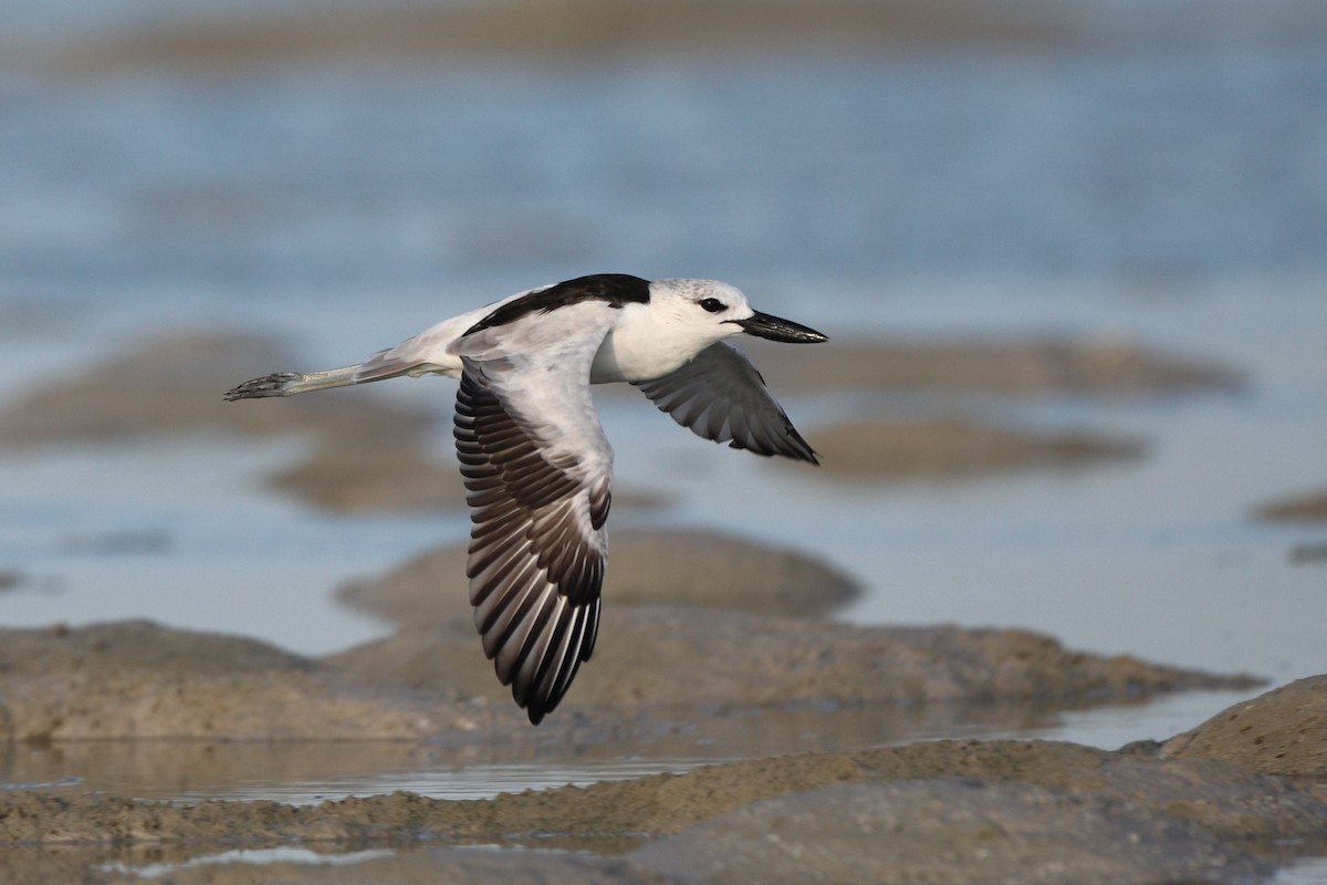 Crab-Plover - Ohad Sherer