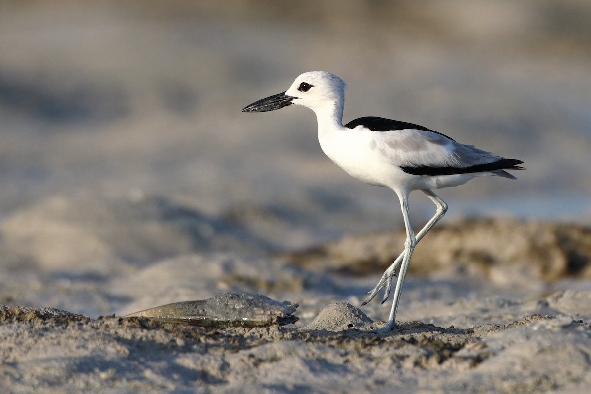 Crab-Plover - Ohad Sherer