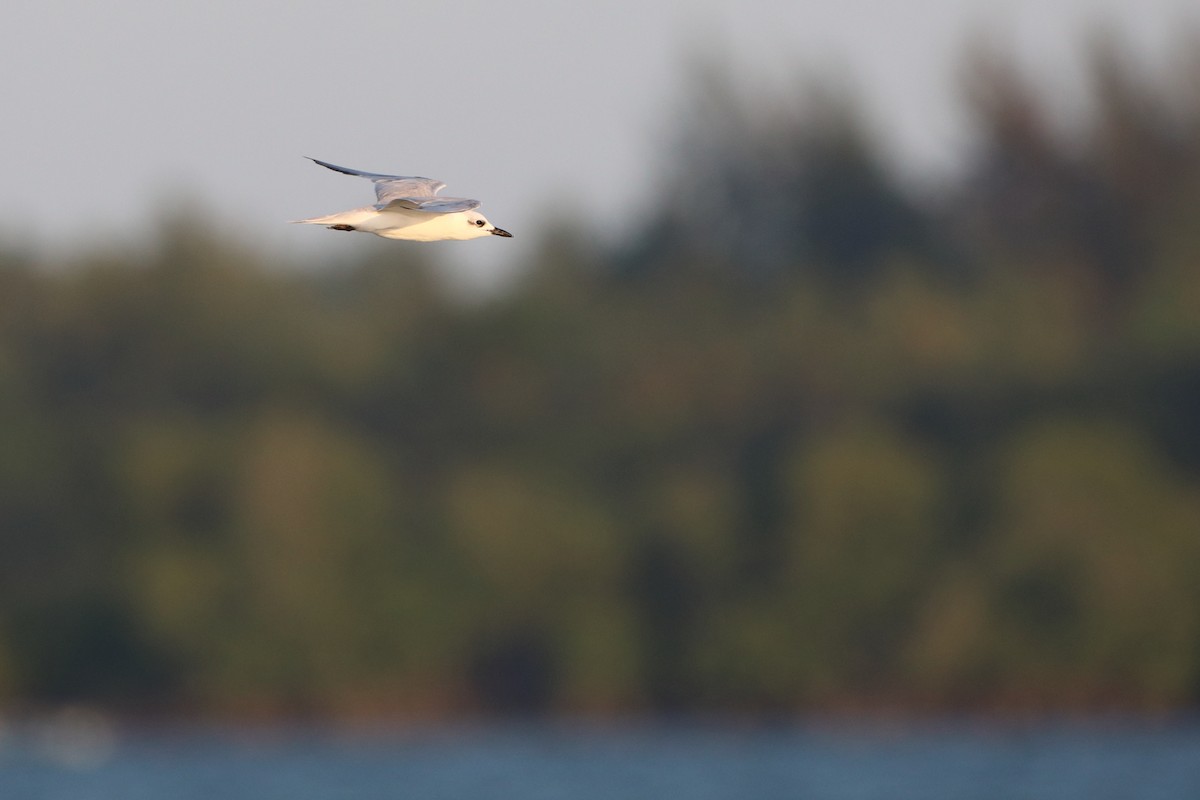Gull-billed Tern - Ohad Sherer