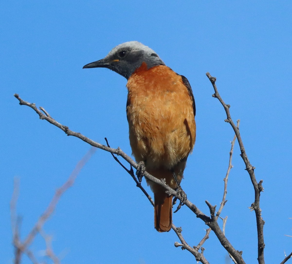 Roquero de Namibia (brevipes) - ML611863285