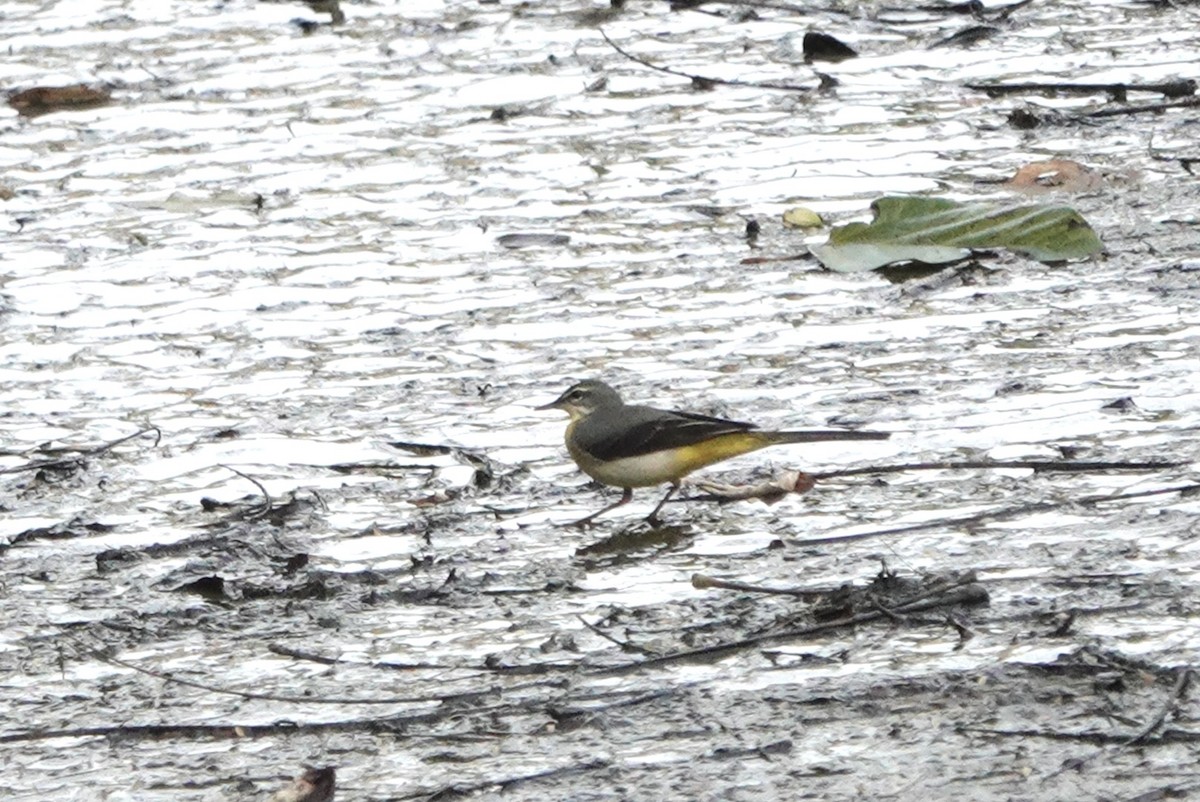 Gray Wagtail - ML611863364