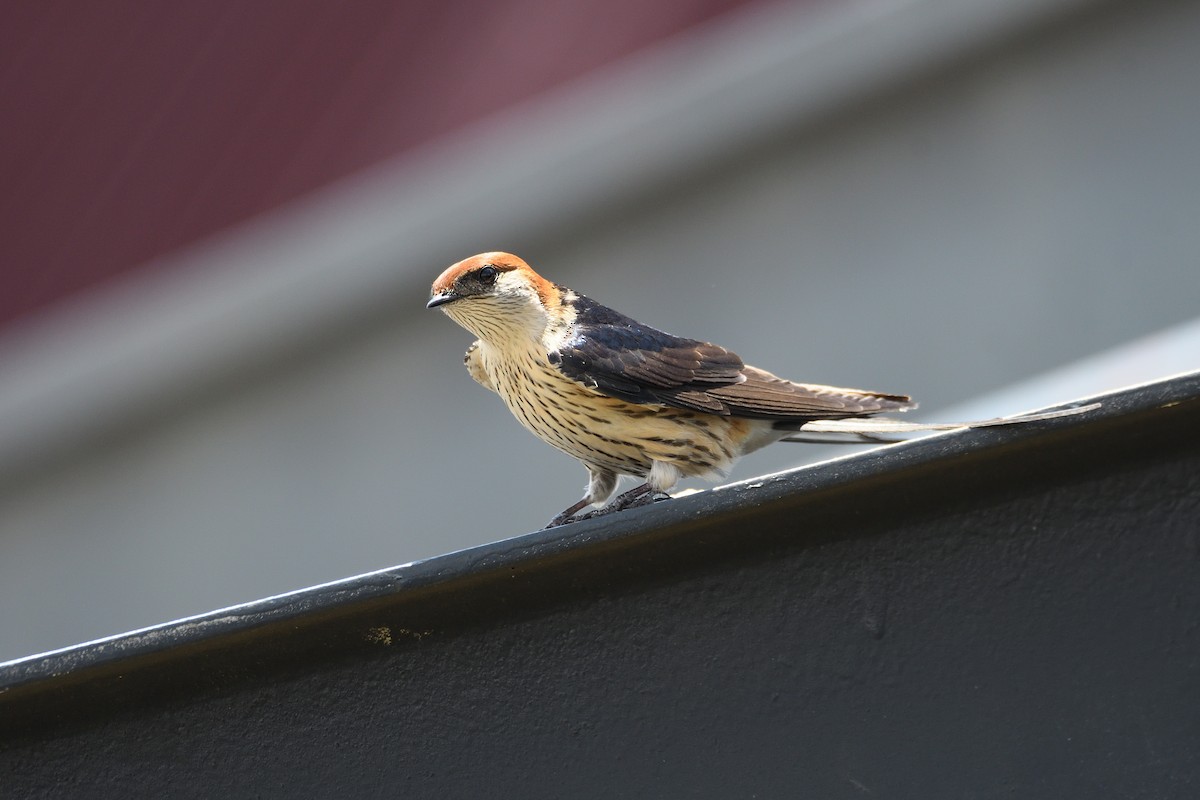 Greater Striped Swallow - Santiago Caballero Carrera