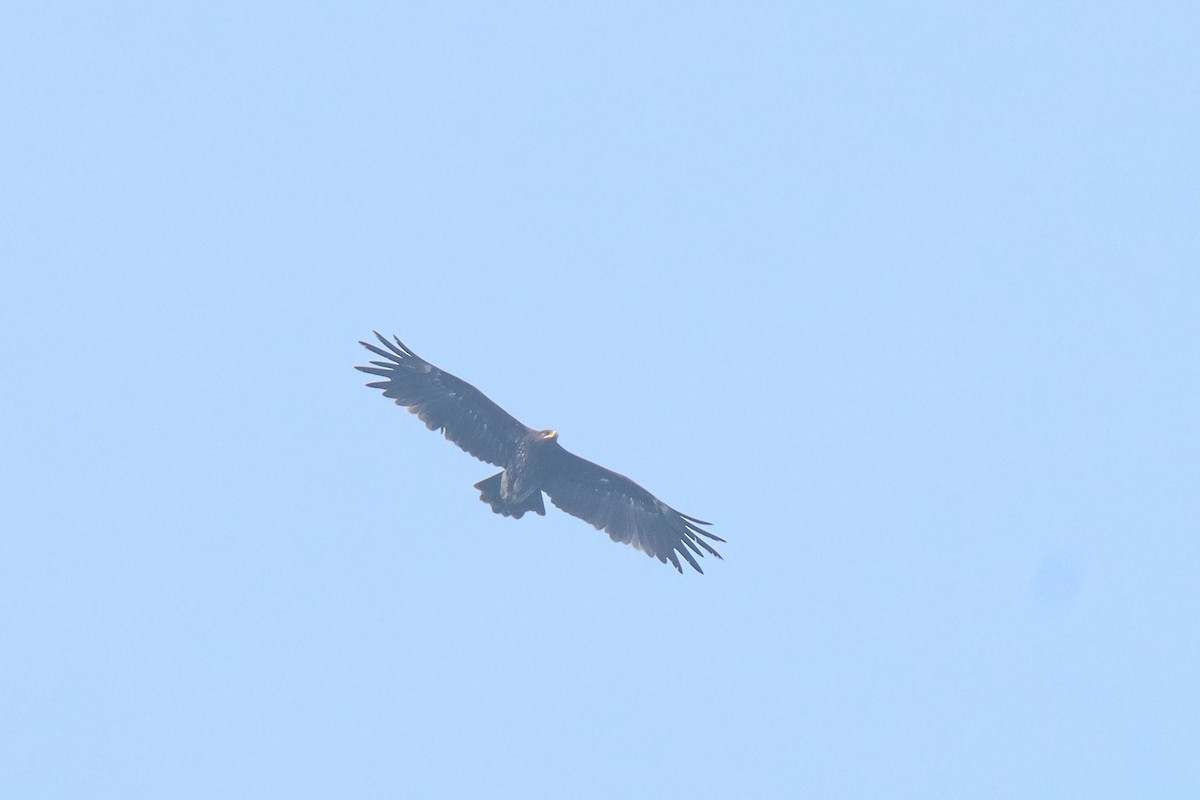 Greater Spotted Eagle - ML611863793