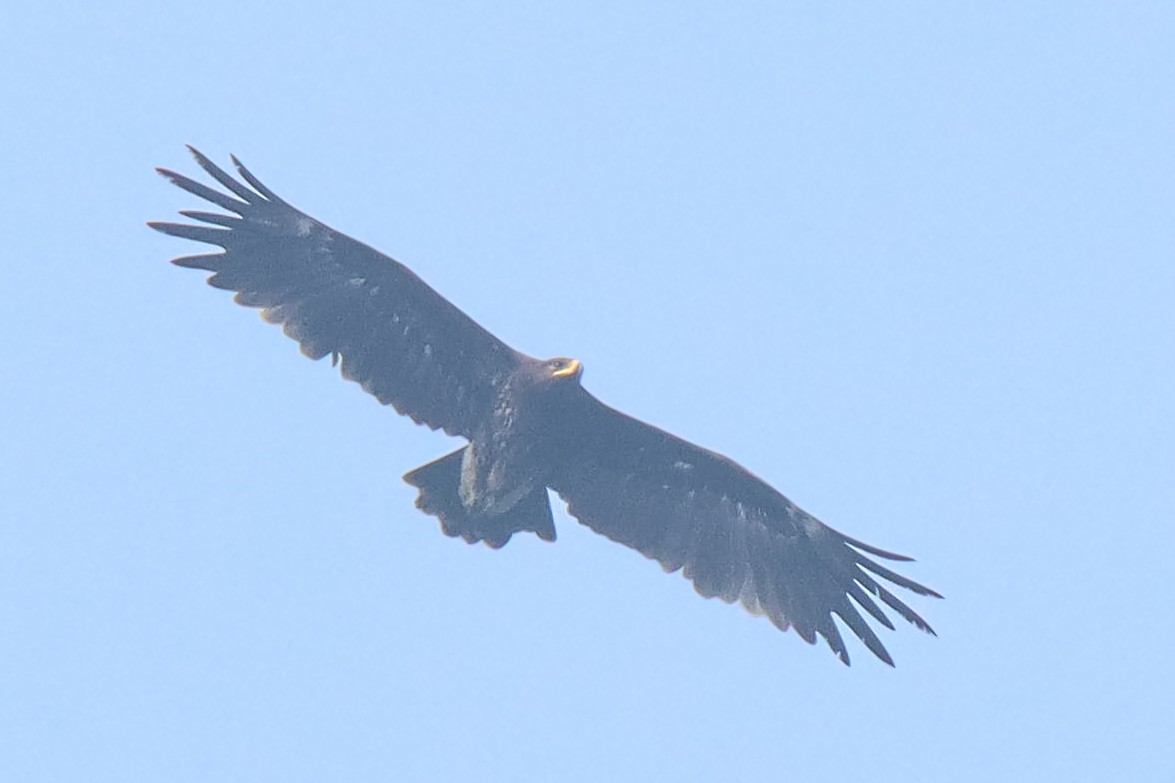 Greater Spotted Eagle - ML611863795