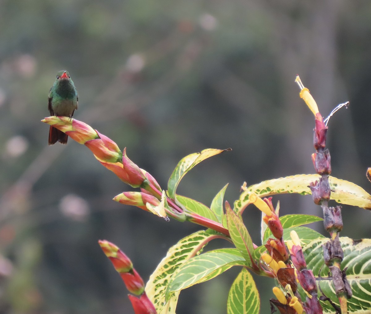 Rufous-tailed Hummingbird - ML611863849