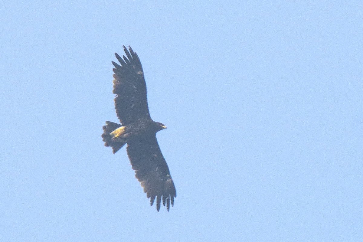 Greater Spotted Eagle - ML611863880