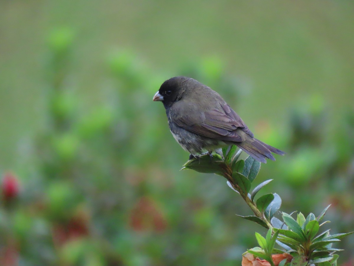 Yellow-bellied Seedeater - ML611863893