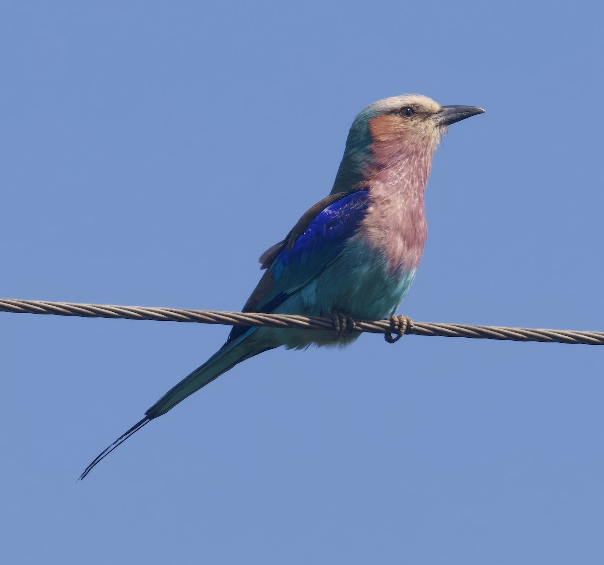 Lilac-breasted Roller - John Gregory