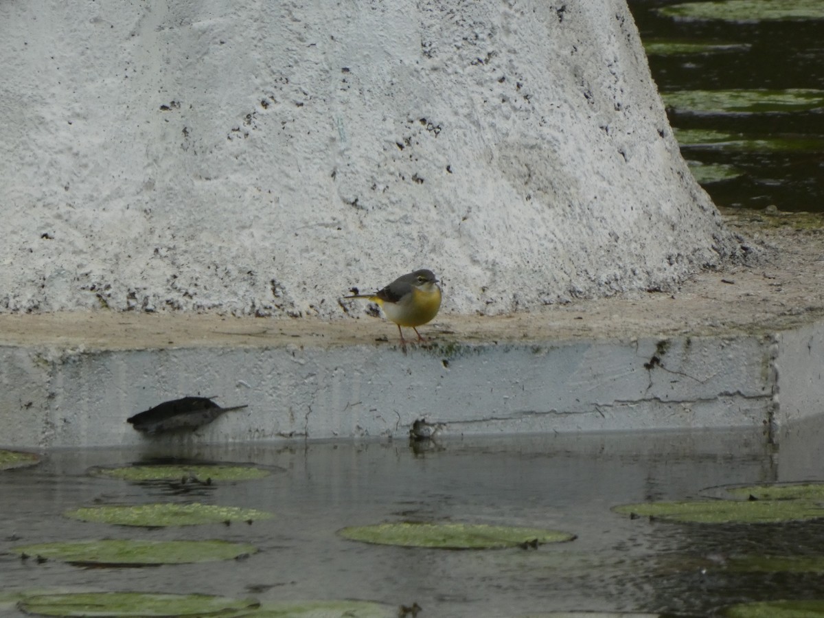 Gray Wagtail - ML611864129