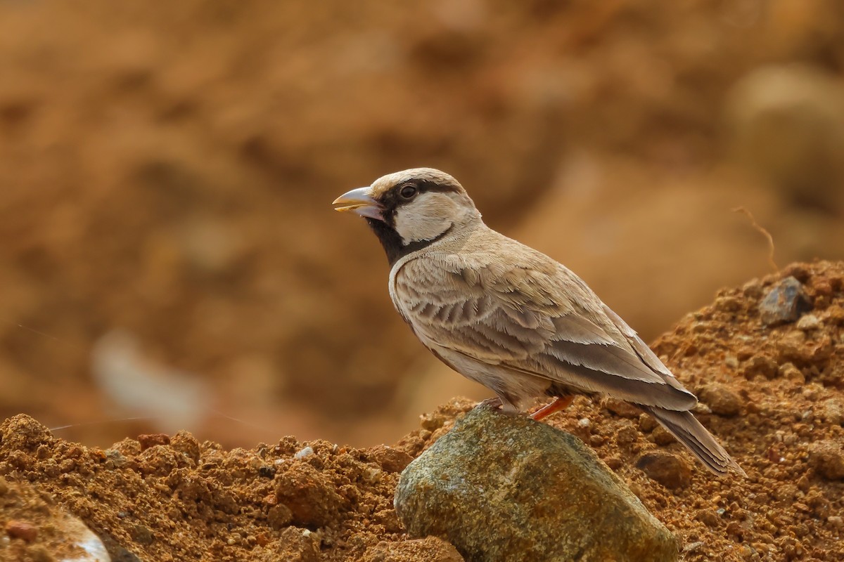 Ashy-crowned Sparrow-Lark - ML611864152