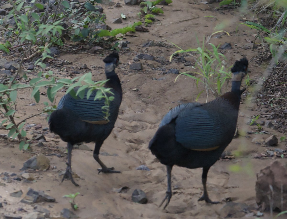 Southern Crested Guineafowl - John Gregory