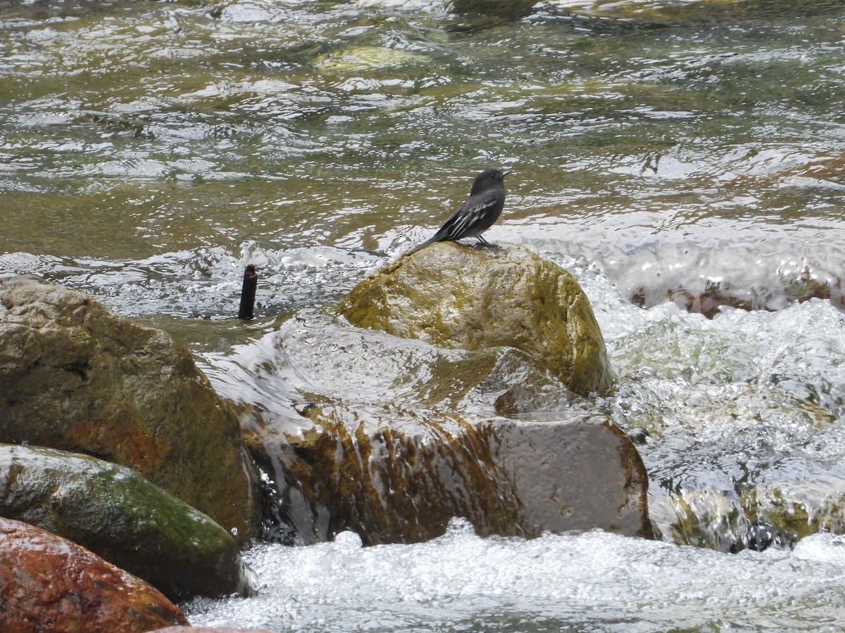 Black Phoebe - ML611864261