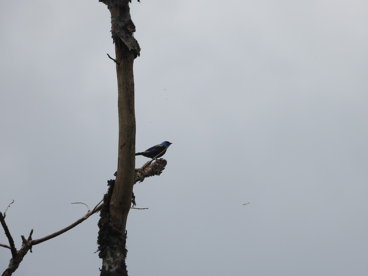 Blue-necked Tanager - ML611864296