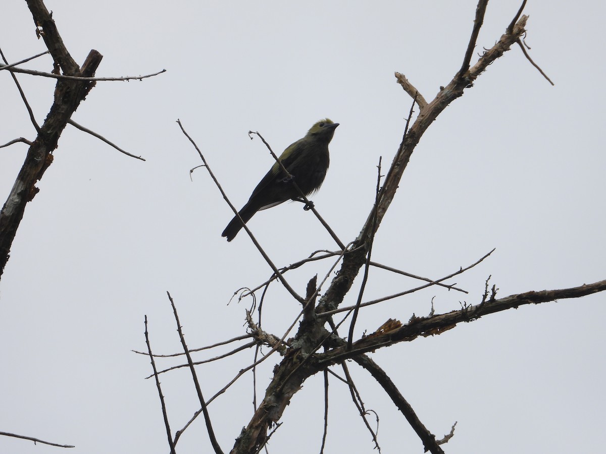 Palm Tanager - ML611864306