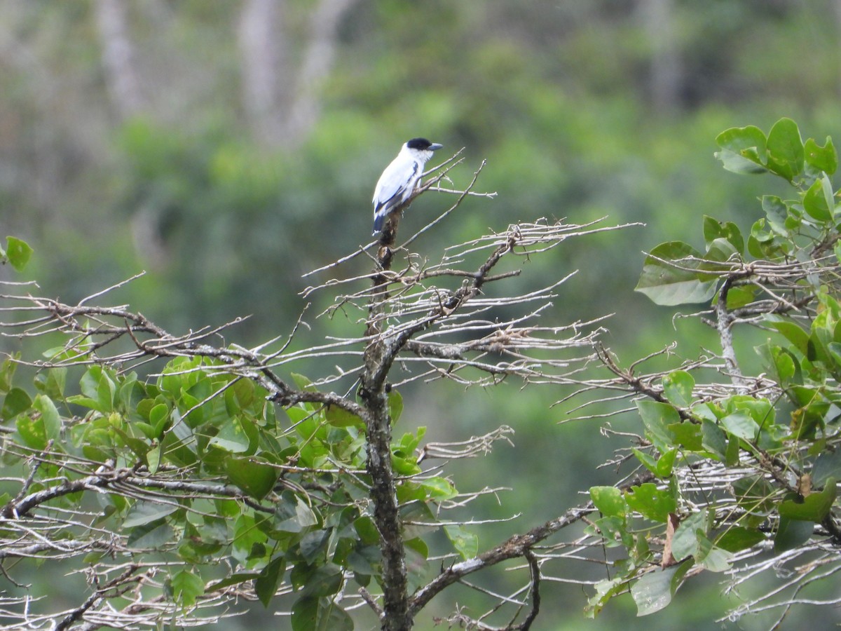 Black-crowned Tityra - ML611864319