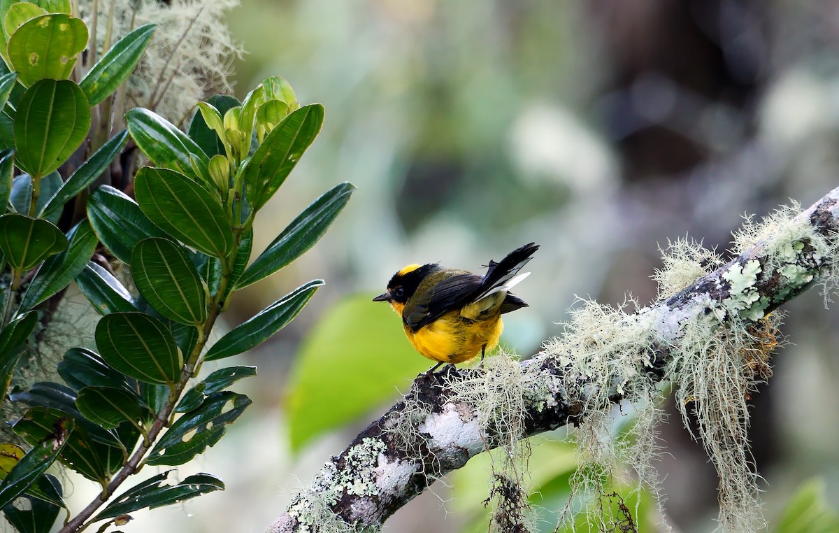 Yellow-crowned Redstart - Josep del Hoyo