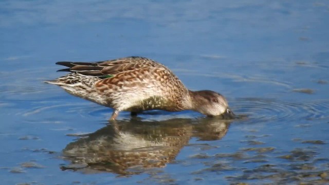 Green-winged Teal - ML611864477