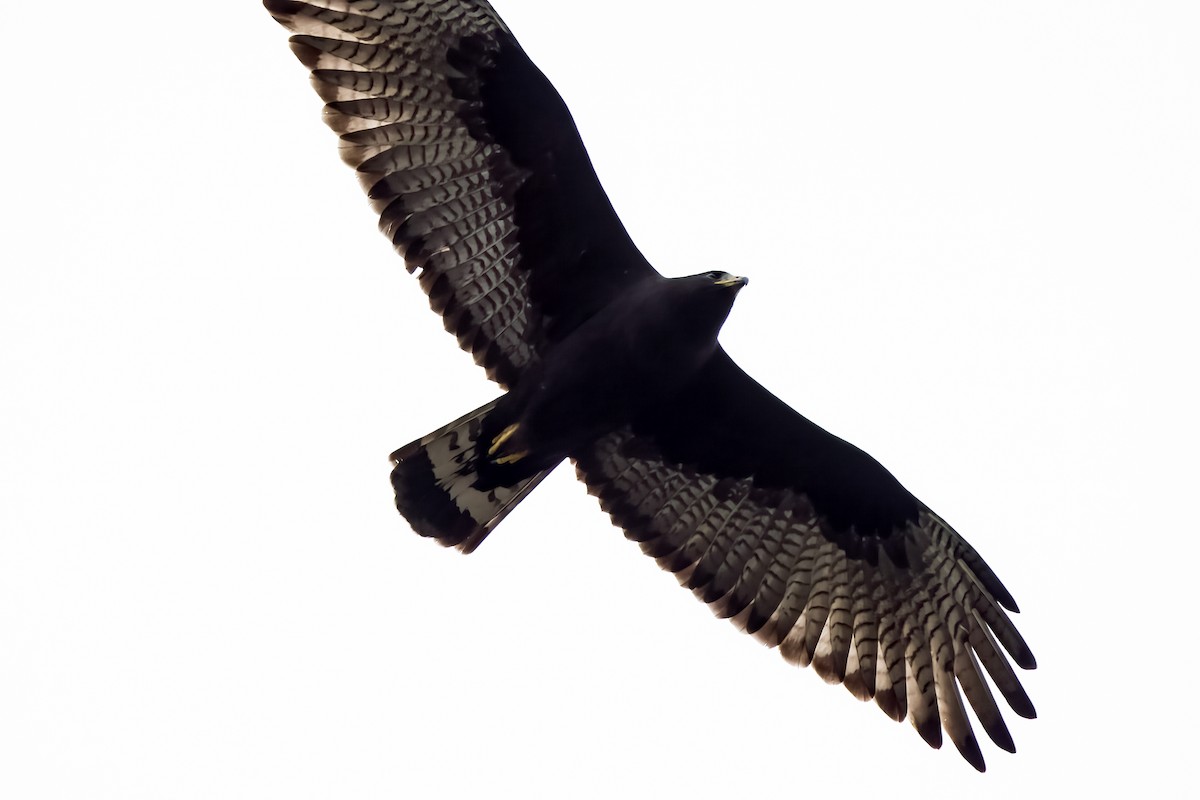 Zone-tailed Hawk - ML611864491