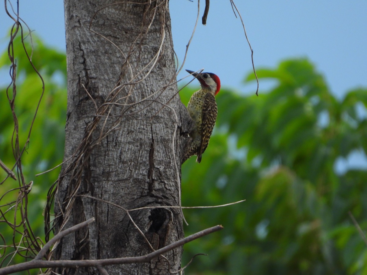 Green-barred Woodpecker (Green-barred) - Rogerio Eduardo  Almeida Barboza