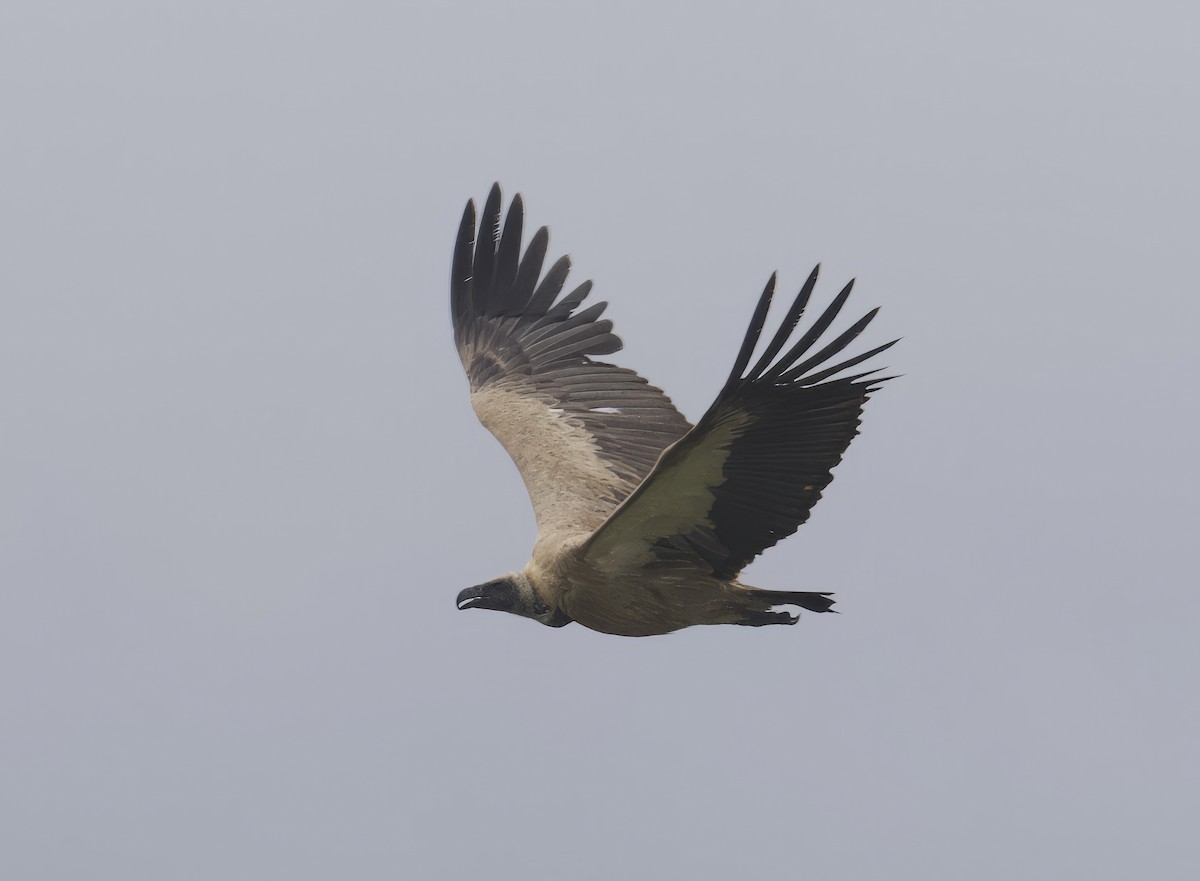 White-backed Vulture - John Gregory