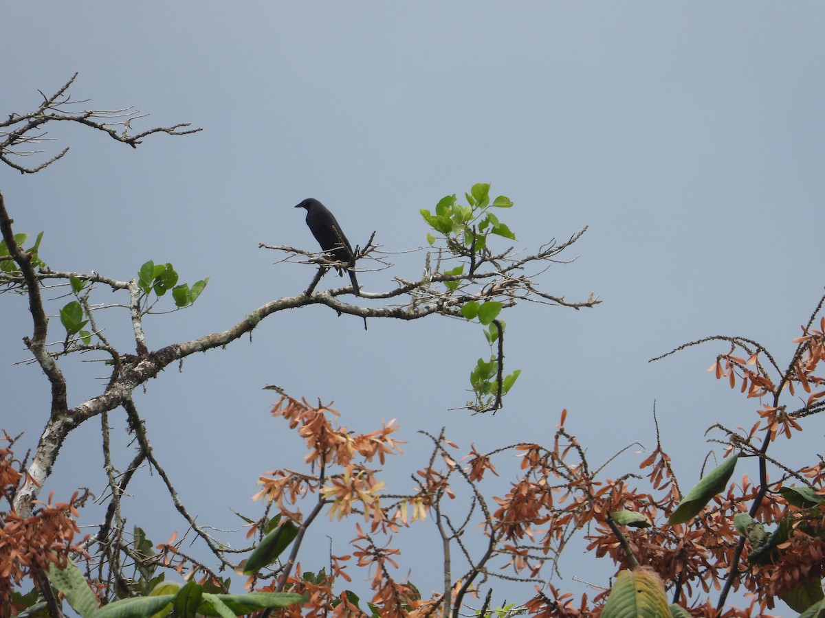 Giant Cowbird - ML611865021
