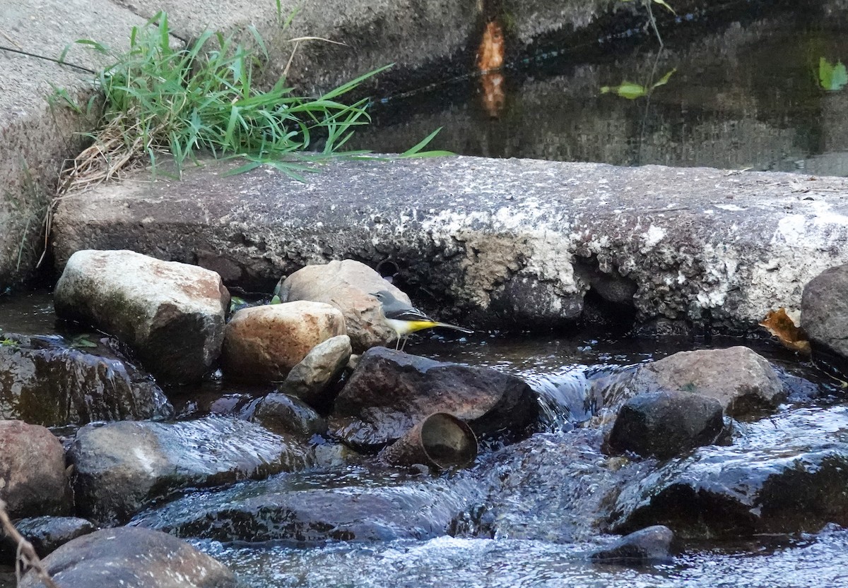 Gray Wagtail - ML611865454