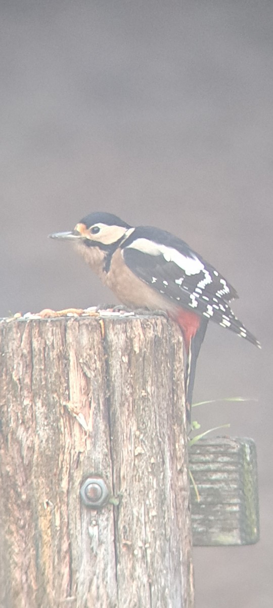 Great Spotted Woodpecker - Fraser Gurney