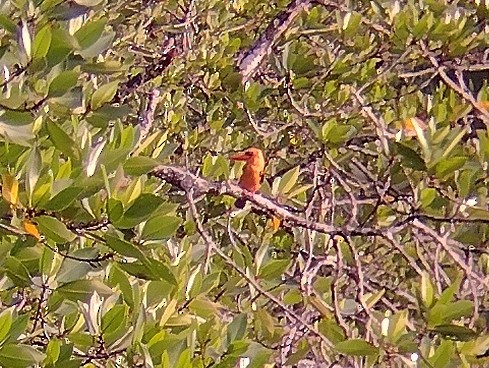 Brown-winged Kingfisher - ML611865492