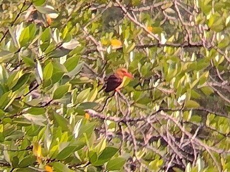 Brown-winged Kingfisher - ML611865497