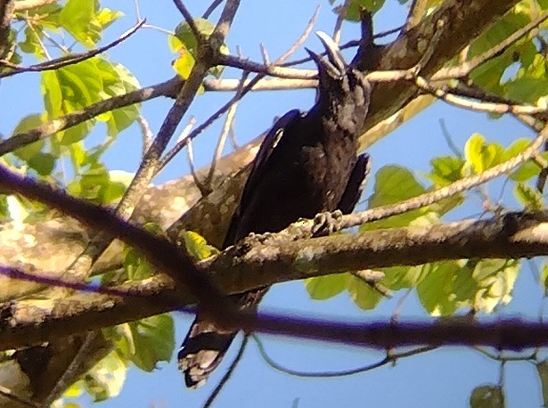 Large-billed Crow - ML611865523