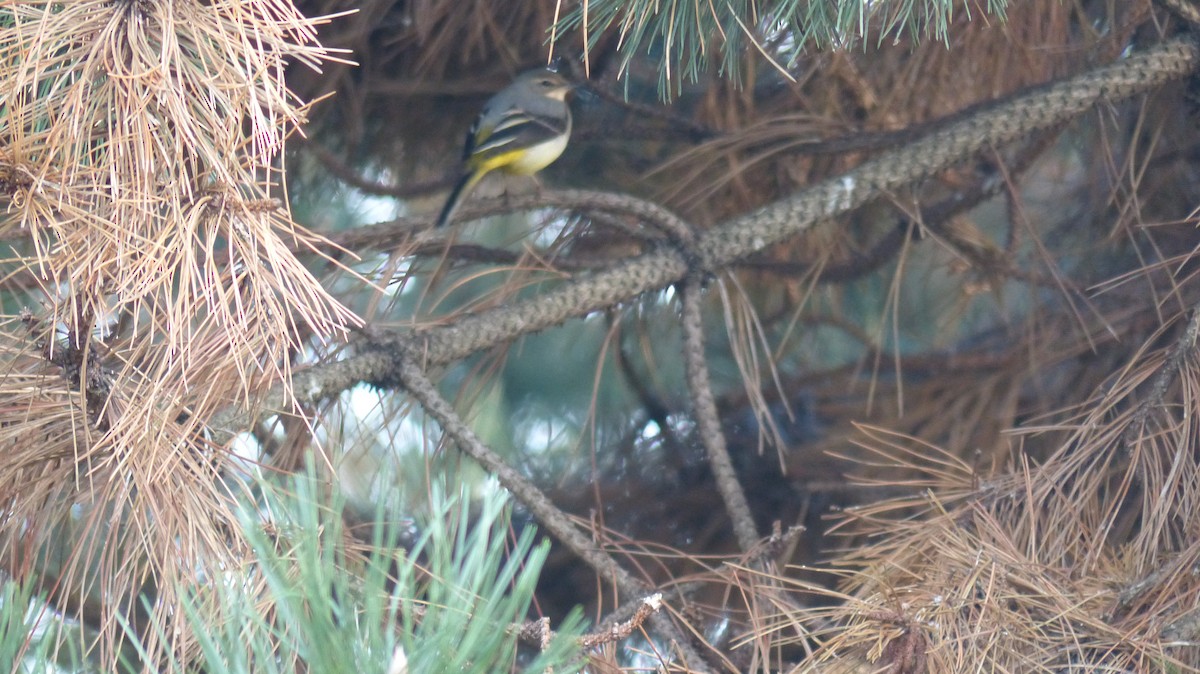 Gray Wagtail - ML611865891