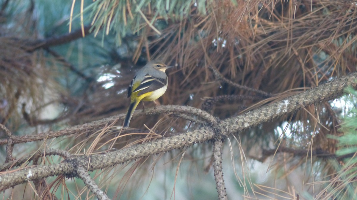 Gray Wagtail - ML611865892