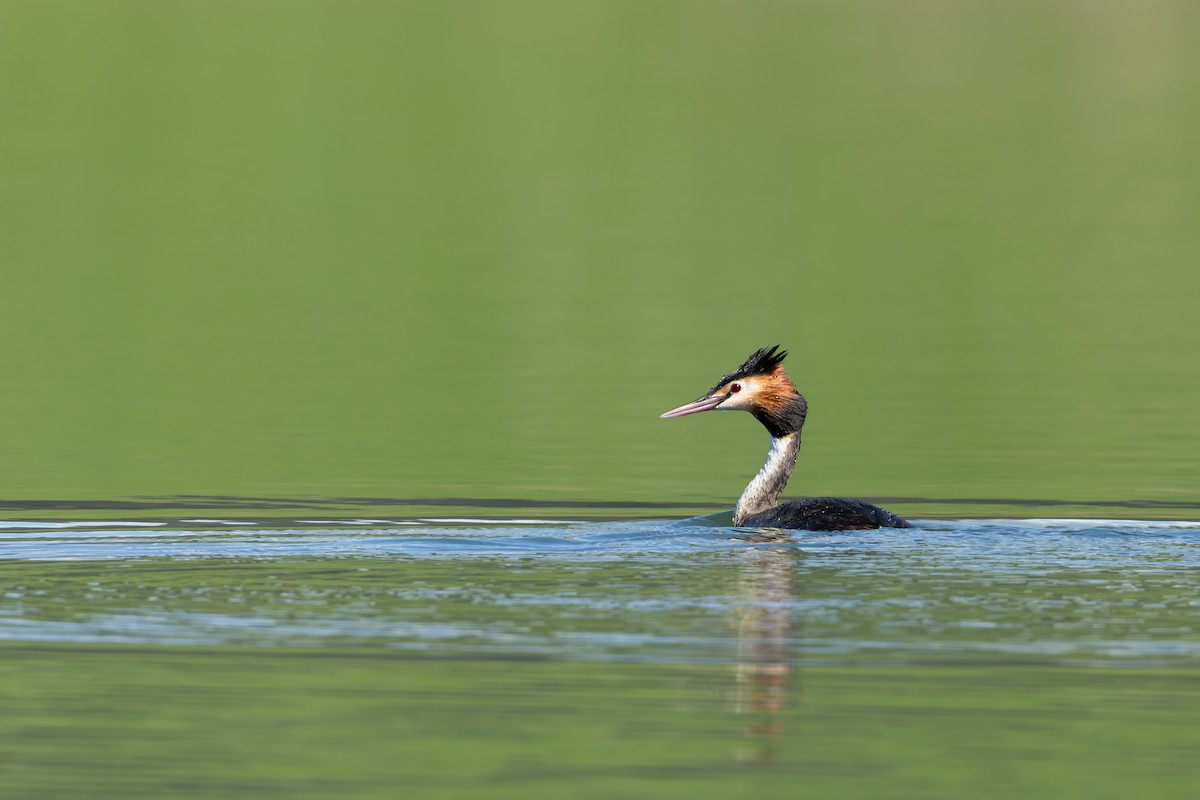 Great Crested Grebe - ML611866036
