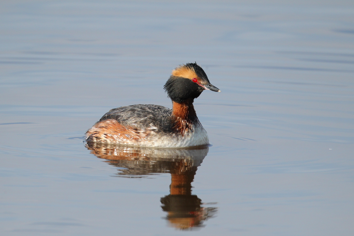 Horned Grebe - Real Gauthier