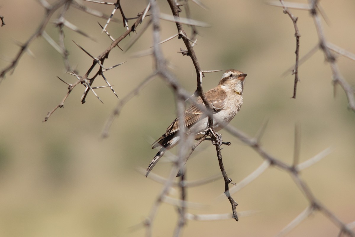 Yellow-throated Bush Sparrow - Retief Williams
