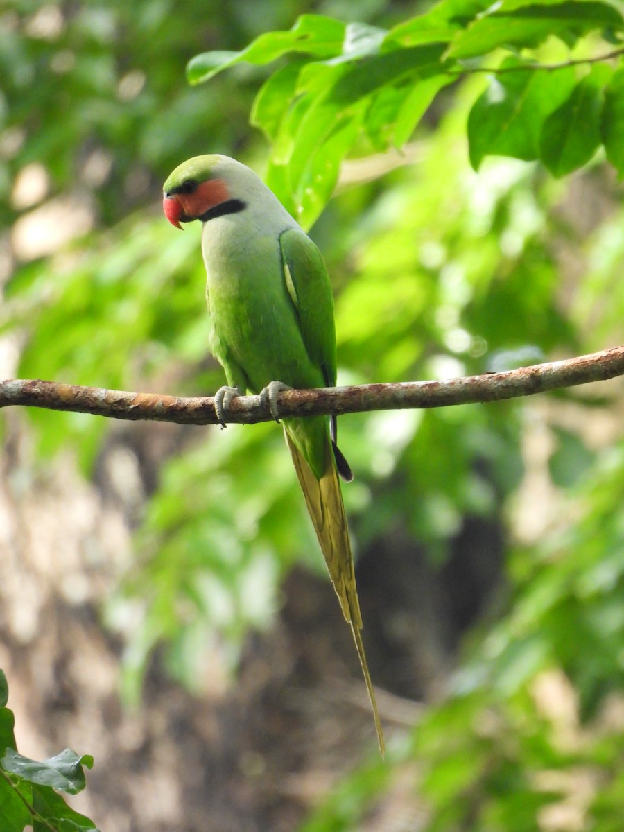 Long-tailed Parakeet - ML611866375