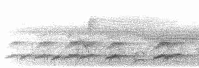 Grammatoptile strié - ML611866456