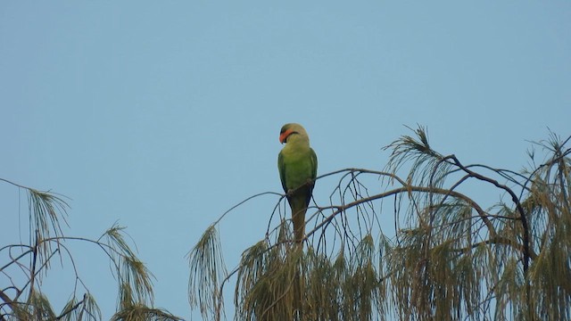 Long-tailed Parakeet - ML611866484
