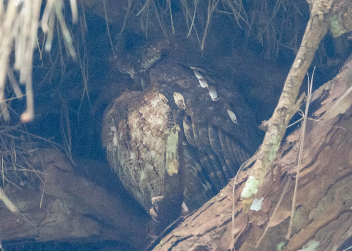 Madagascar Scops-Owl (Rainforest) - ML611866517
