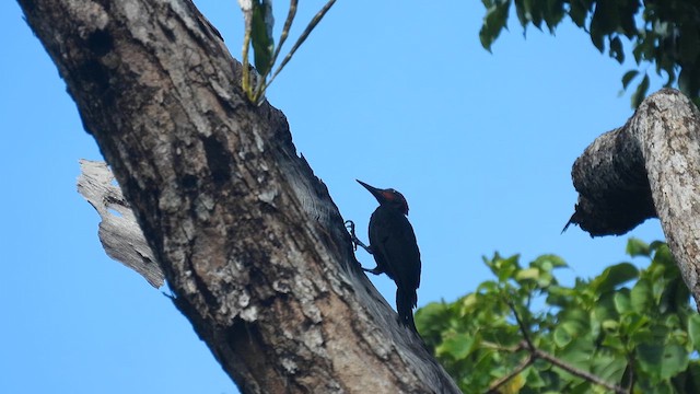 Andaman Woodpecker - ML611866701