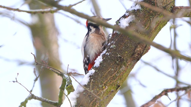 Great Spotted Woodpecker - ML611866765