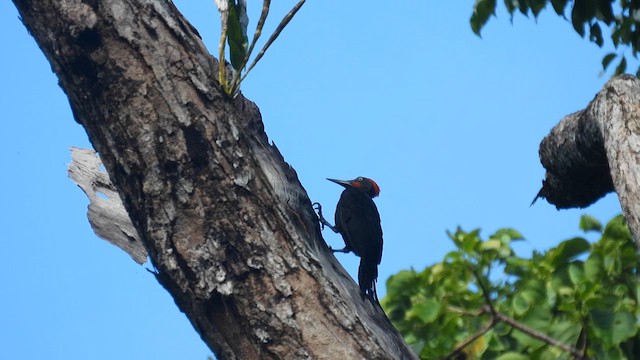 Andaman Woodpecker - ML611866795