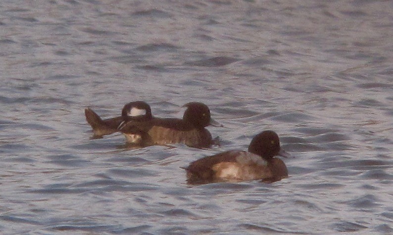 Tufted Duck - ML611866831