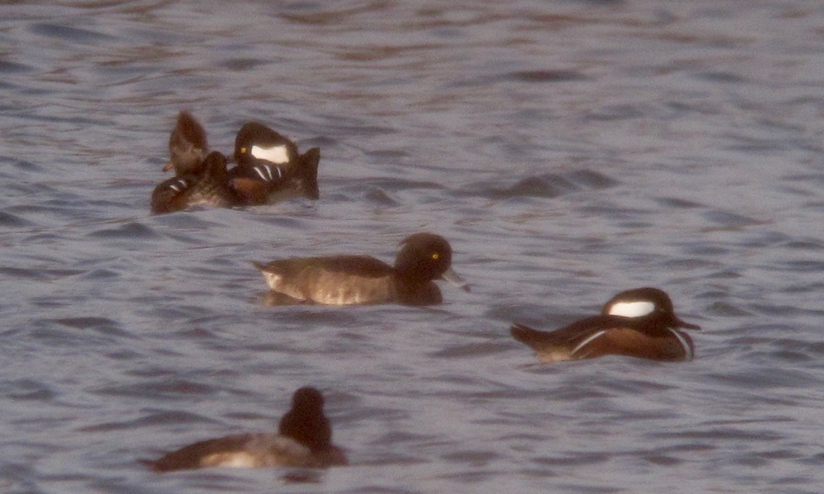 Tufted Duck - ML611866835