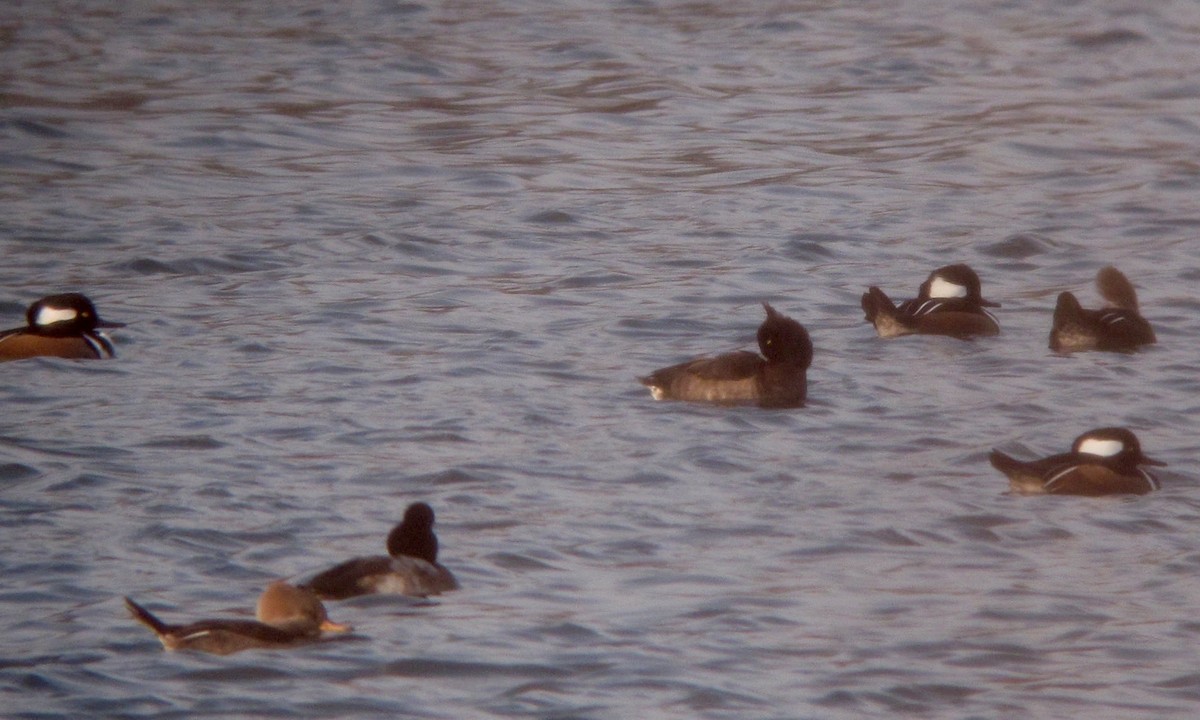 Tufted Duck - ML611866837